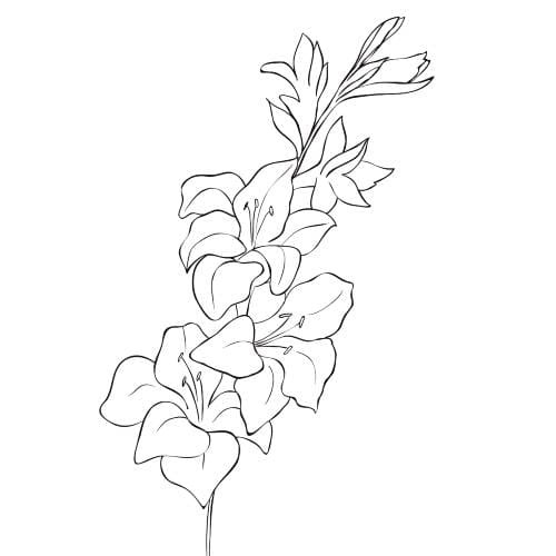 imgi_6_flowers-gladiola