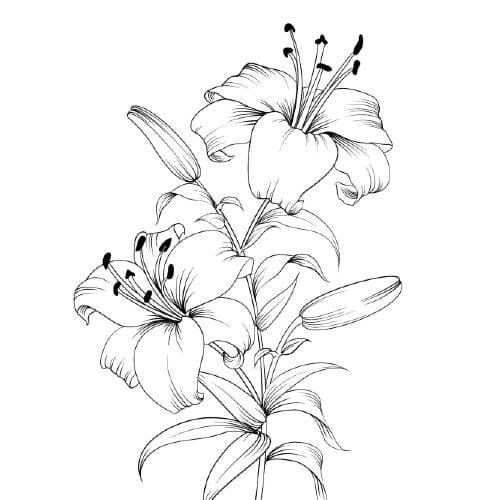 imgi_7_flowers-amaryllis